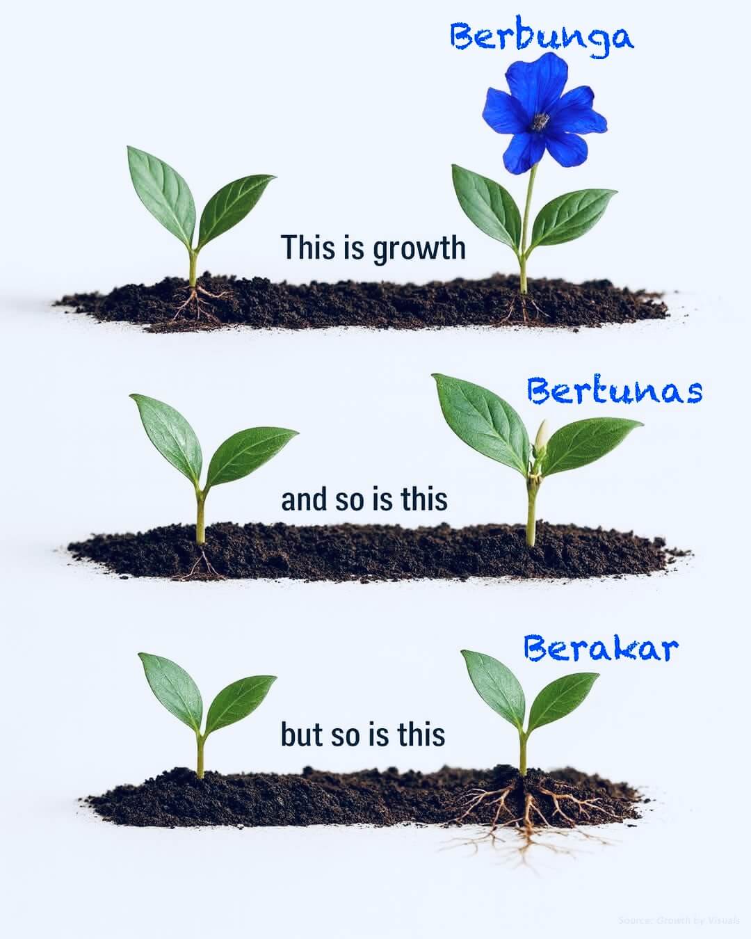 fasa growth berakar bertunas berbunga buluh cina